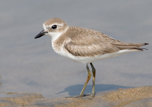 ������������ ����